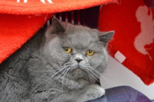 Foto von Coco & Chanel