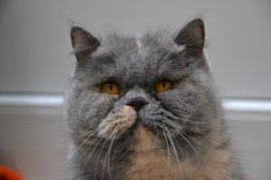 Foto von Coco & Chanel