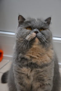 Foto von Coco & Chanel