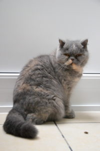 Foto von Coco & Chanel