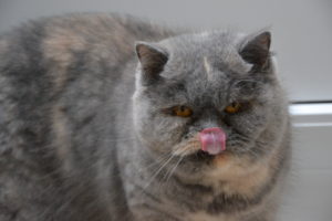 Foto von Coco & Chanel