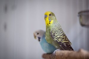 Foto von Vögel
