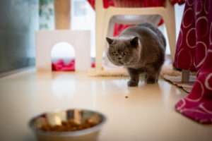 Foto von Coco & Chanel