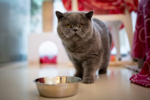 Foto von Coco & Chanel