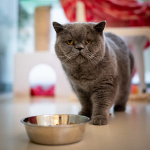 Foto von Coco & Chanel