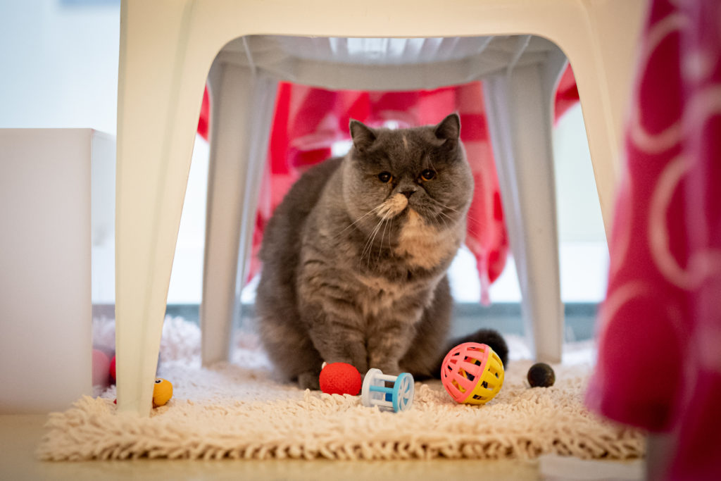 Foto von Coco & Chanel