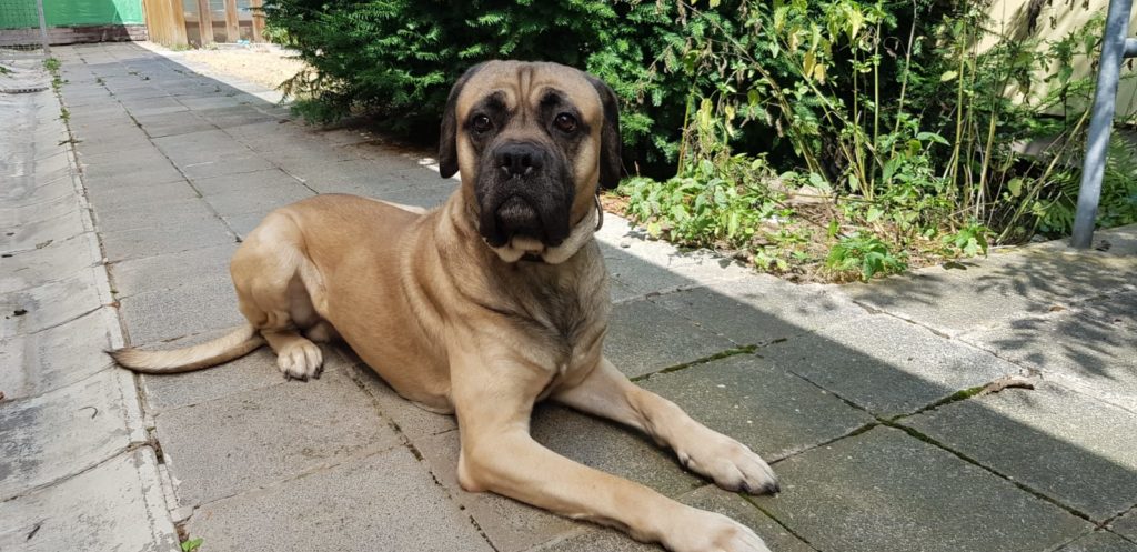 Foto von Romeo