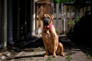 Foto von Shiva