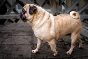 Foto von Franky