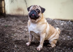 Foto von Franky