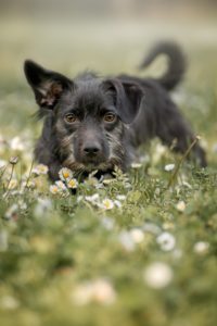Foto von Franz