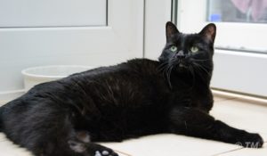 Foto von Kitty