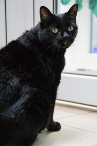 Foto von Kitty
