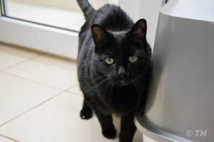 Foto von Kitty