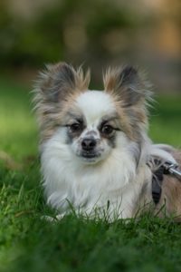 Foto von Amadeus