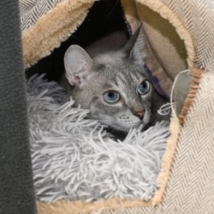 Foto von Sable