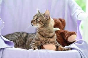 Foto von Leyla