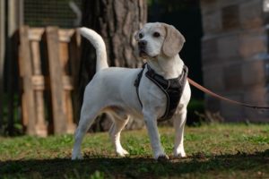Foto von Rocky