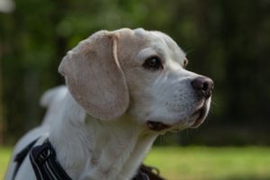 Foto von Rocky