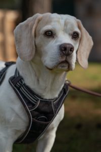 Foto von Rocky