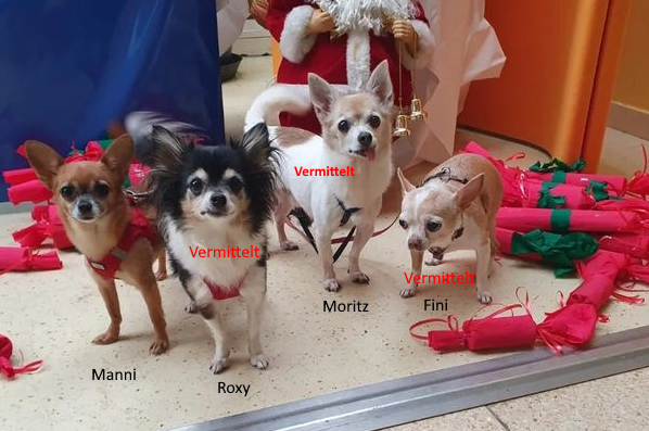 Foto von Alle Chihuahuas