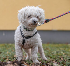 Foto von Blacky
