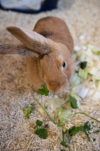 Foto von Snickers und Mars