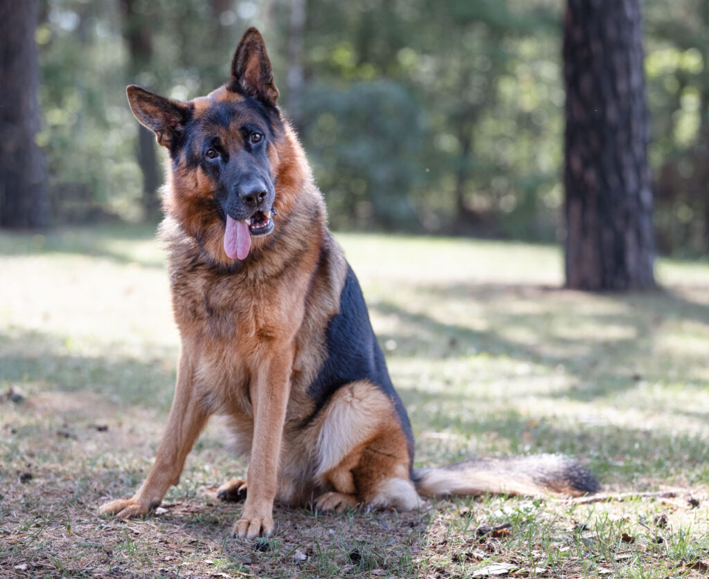 Foto von Ares