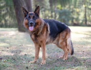 Foto von Ares