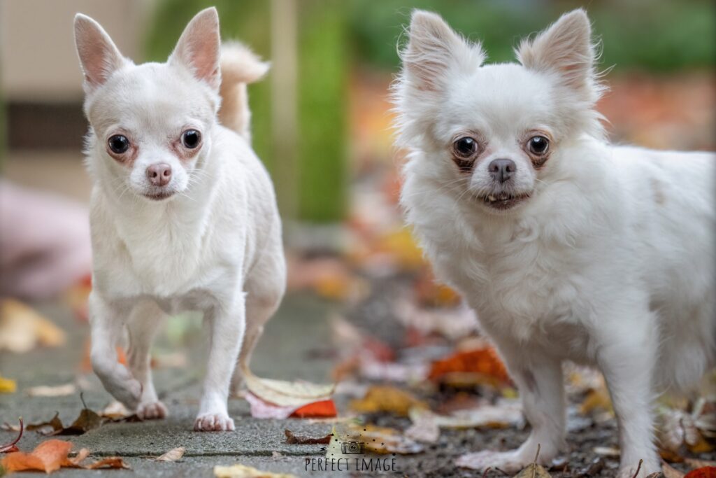 Foto von Lilly und Trixie