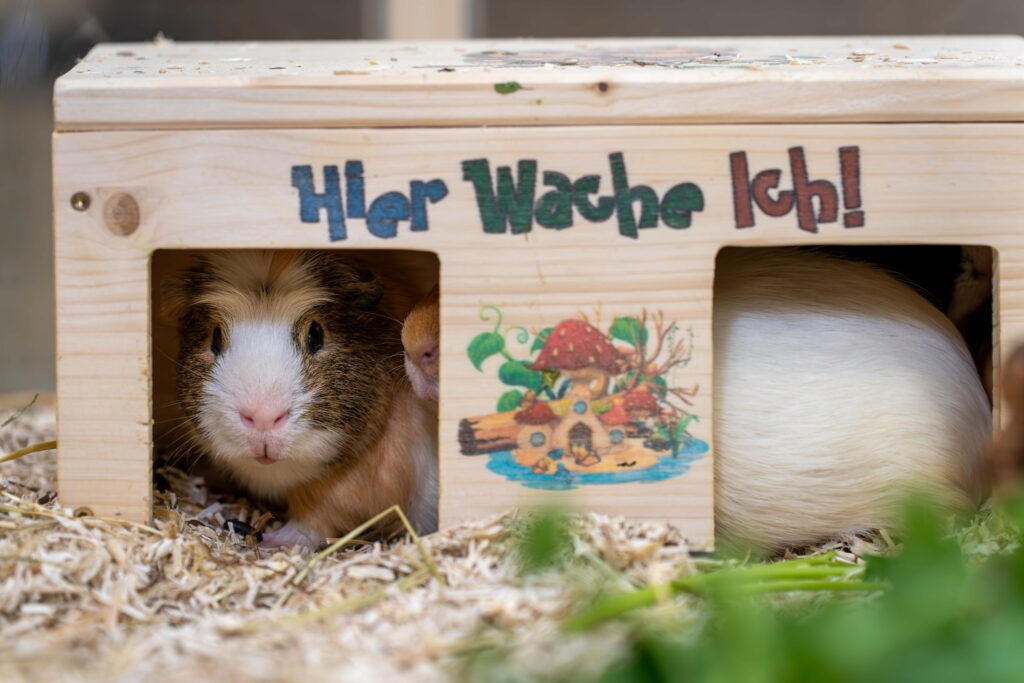 Foto von Meerschweinchen