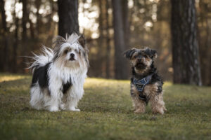 Foto von Bärli und Spiky