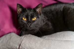 Foto von Bob