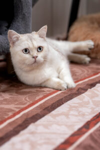 Foto von Leon, Lara und Letzter Mohikaner