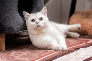 Foto von Leon, Lara und Letzter Mohikaner