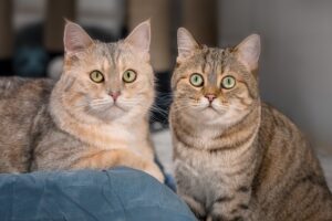 Foto von Leon, Lara und Letzter Mohikaner