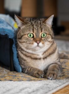 Foto von Leon, Lara und Letzter Mohikaner