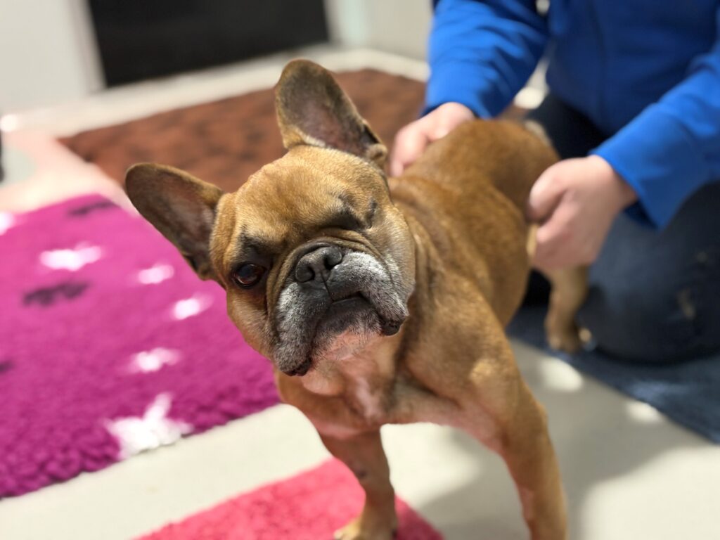 Foto von Hugo