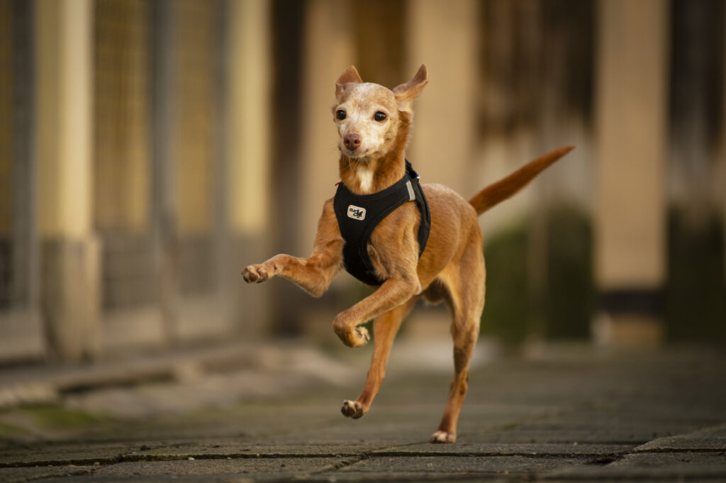 Foto von Bambi