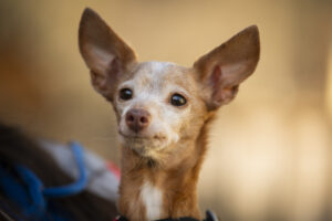 Foto von Bambi