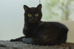 Foto von Findus