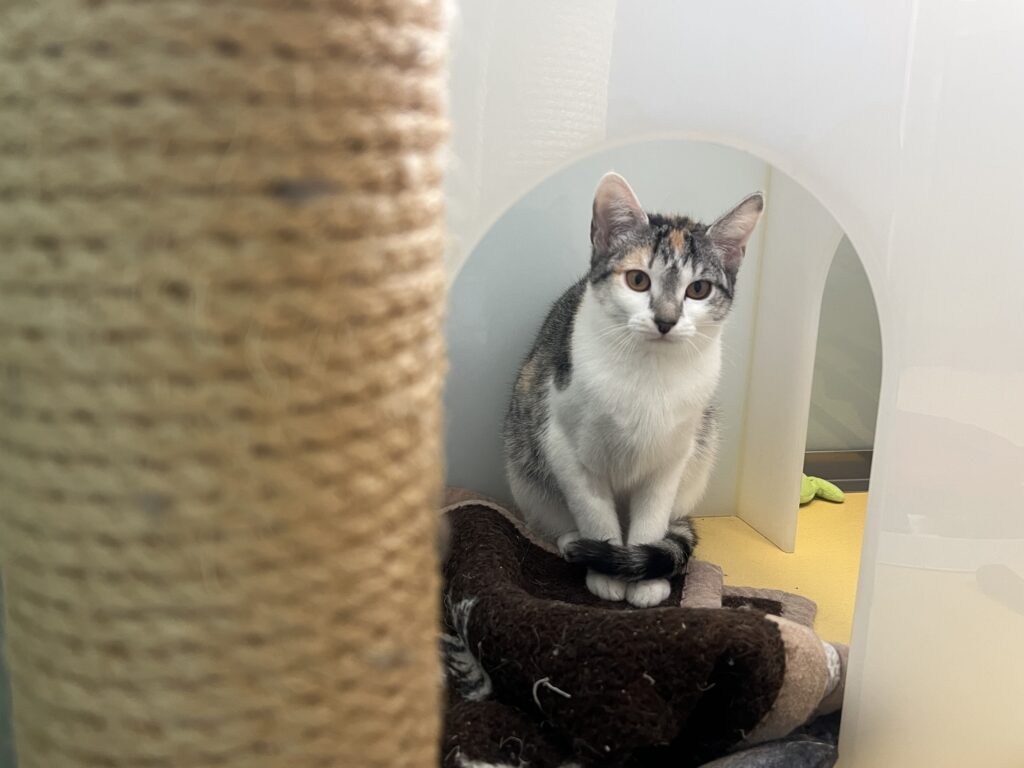 Foto von Peggy und Penny