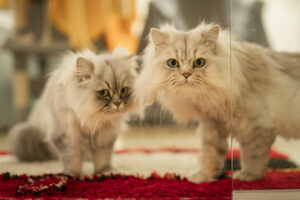Foto von Joey und Jessica