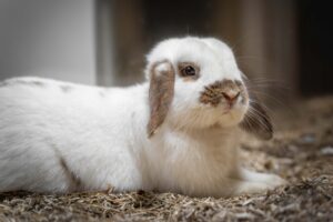 Foto von Dieter
