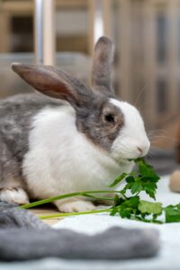 Foto von Ronja