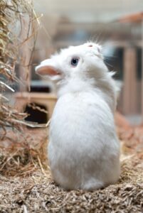 Foto von Snowball