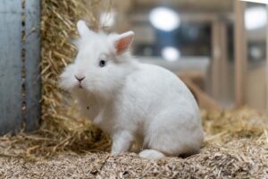 Foto von Snowball