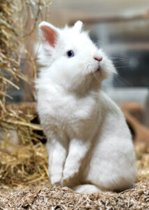 Foto von Snowball