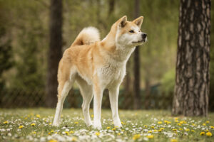 Foto von Yuki