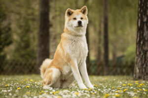Foto von Yuki